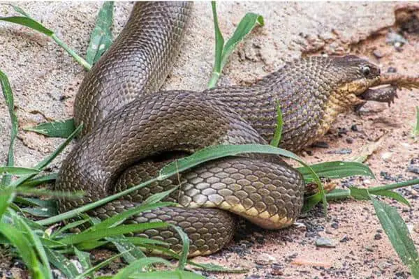 A snake eating a frog