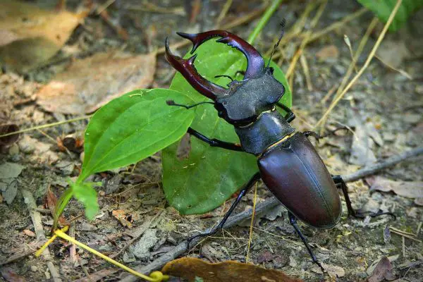 stag beetle