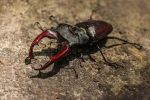4 Beetles With Large Pincers (Pictures)