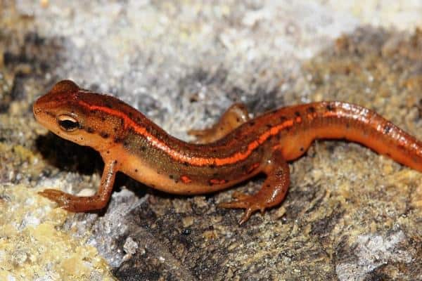 Striped newt on rocks