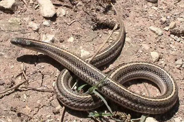 Texas-lined snake on defense position