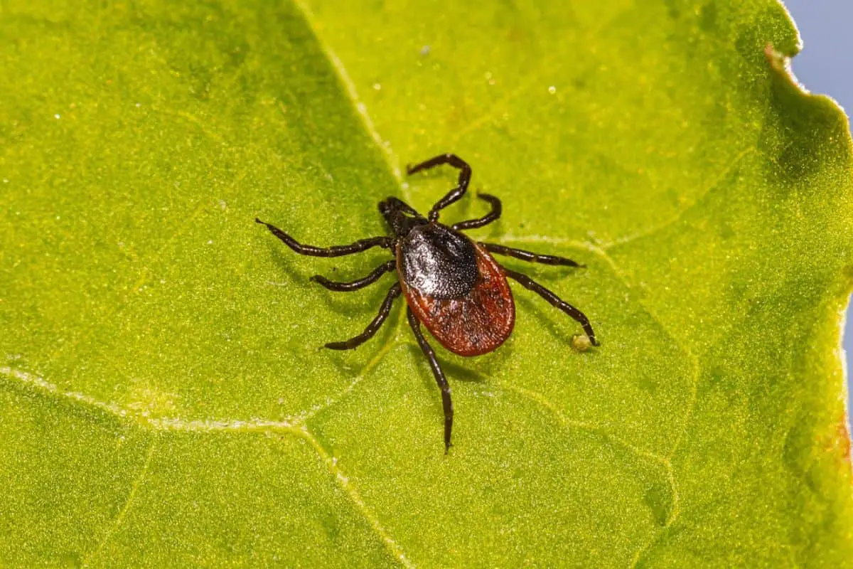 Tick on a leave