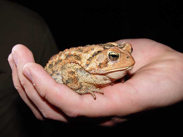 toad being held 