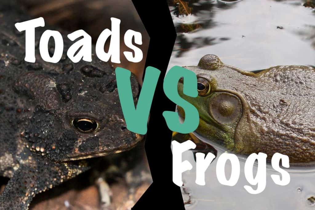 Toads vs Frogs (Differences & Similarities) The Critter Hideout
