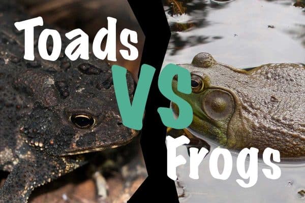 Toads vs Frogs (Differences & Similarities) - The Critter Hideout