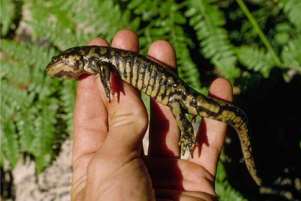 western-tiger-salamander