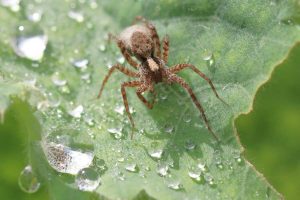 Wolf Spiders in Texas (Facts and Info)
