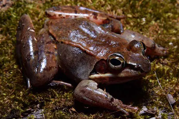 Wood frog in moss