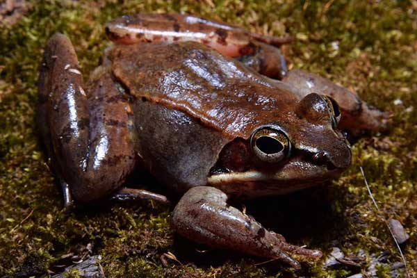 wood frog in moss