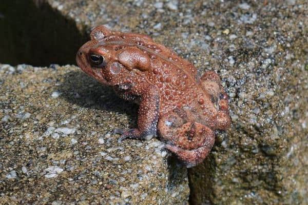 American Toad