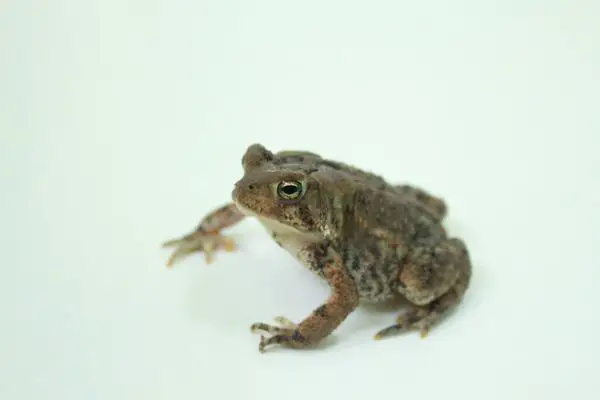 American dwarf toad isolated on a white background