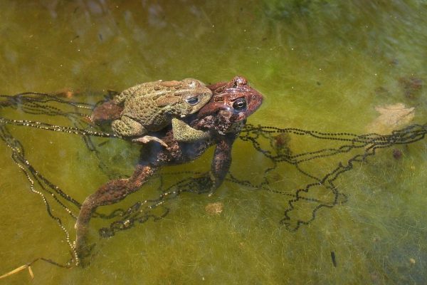 Anaxyrus americanus