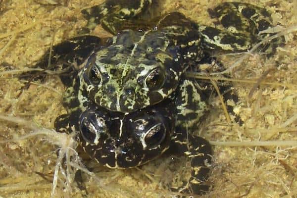 Black Toad