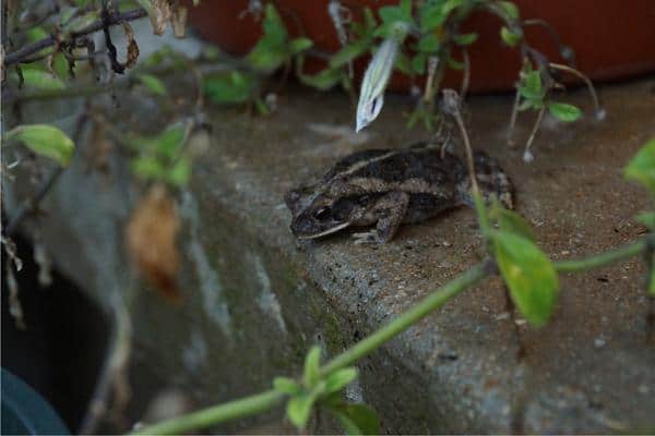 Coastal Plains Toad