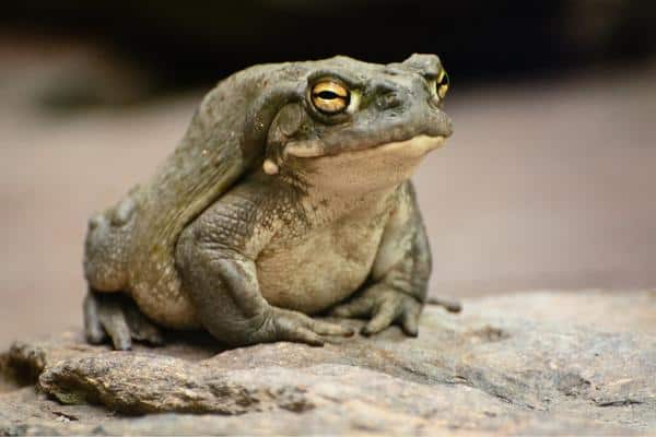 Colorado River Toad