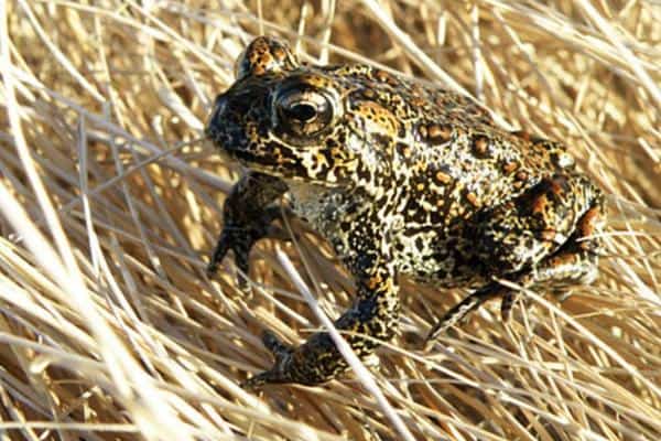 Dixie Valley Toad