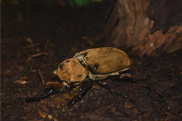 Elephant Beetles