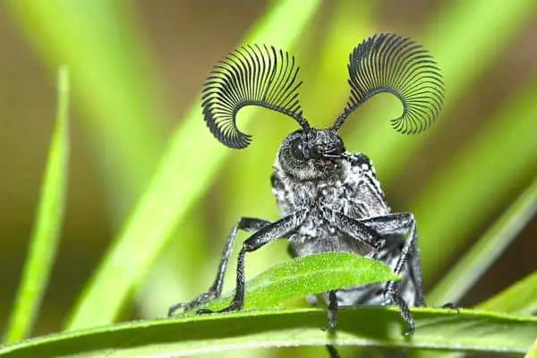 Feather Horned Beetles