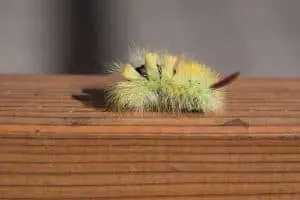 7 Poisonous Caterpillars in Florida (Venomous)