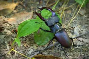 12 Beetles With Horns (With Pictures)