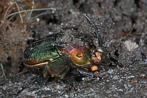 Rainbow Scarab Beetles
