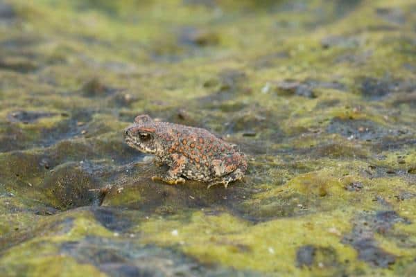 Red spotted toad