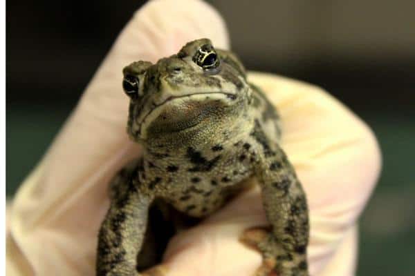 Wyoming Toad