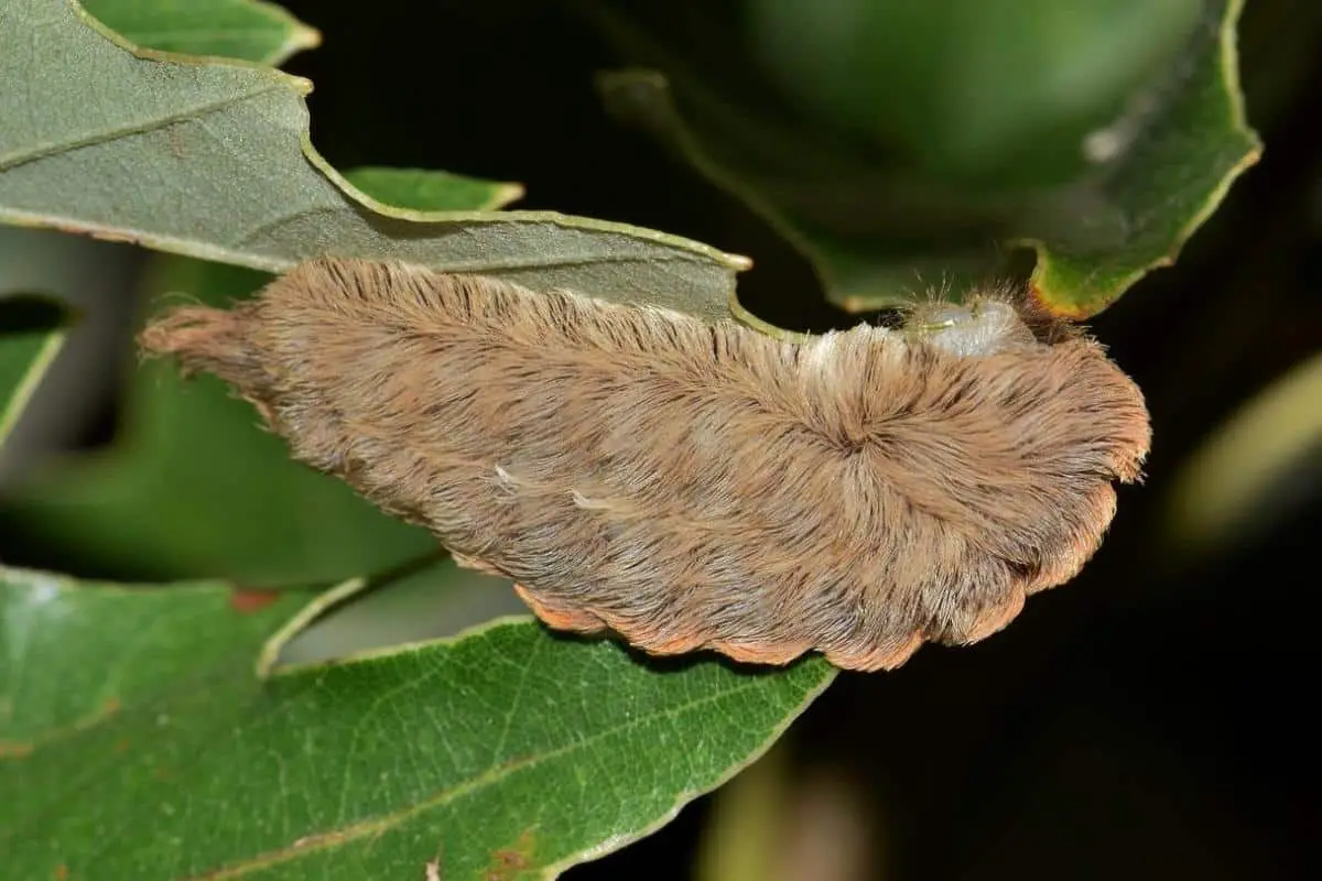 a flannel moth caterpillar on a leaf