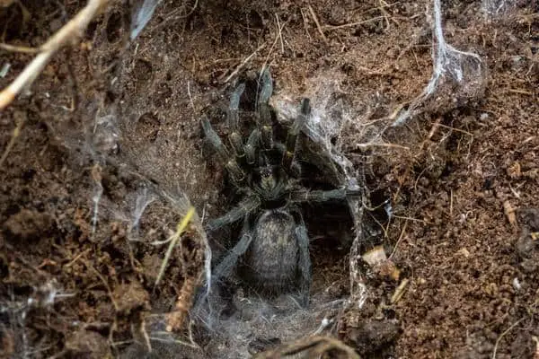 a tarantula digging a burrow