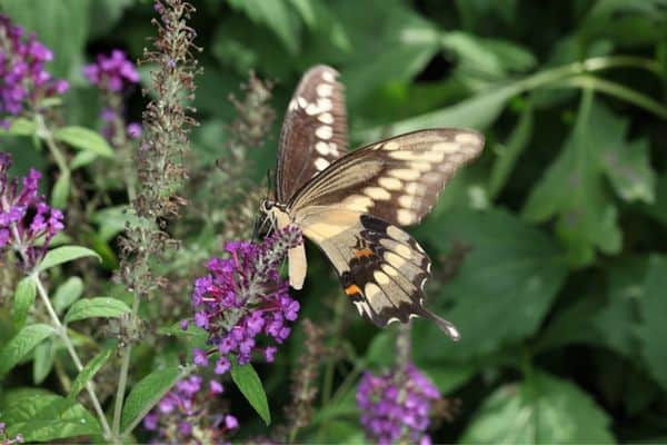 Adult giant swallowtail butterfly