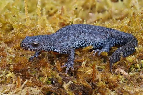 Alpine newt on seagrass