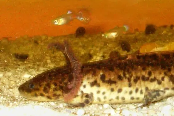 Anderson's Salamander inside the aquarium