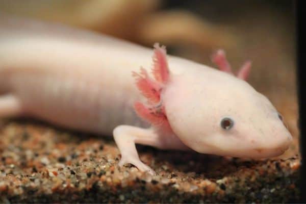 axolotl inside the aquarium