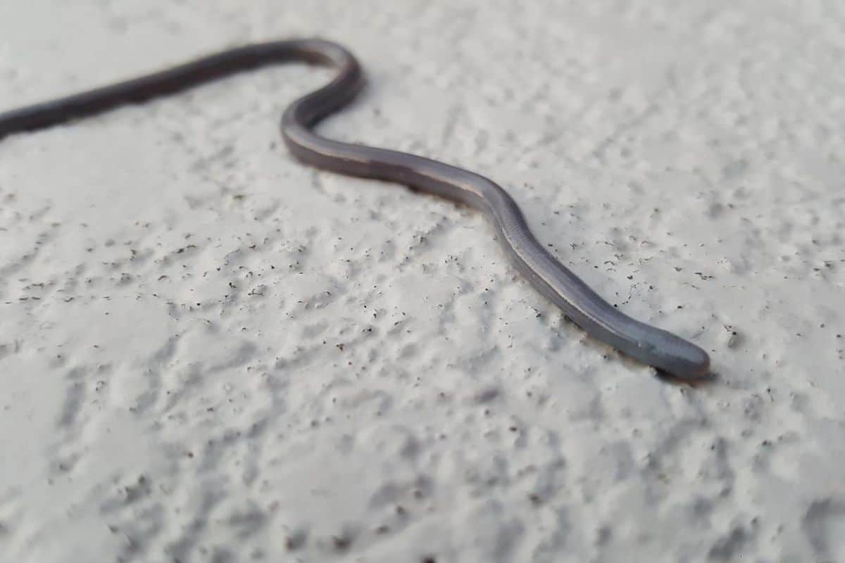 Blind snake crawling on clay