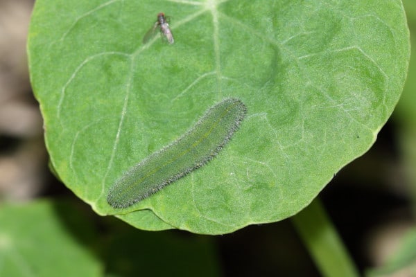 cabbage worm caterpillar