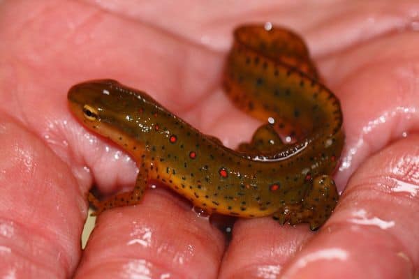 eastern newts