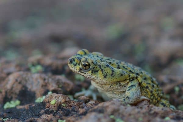 Chihuahuan Green Toad on mud