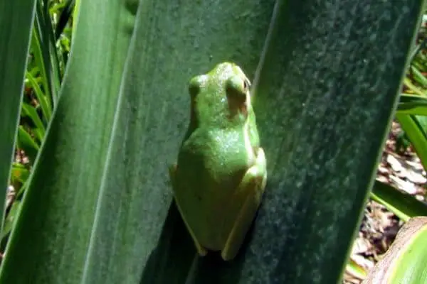 close shot of a American green tree frog