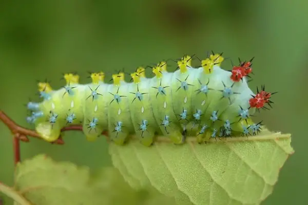 colorful cecropia caterpillar on the underside of a leaf