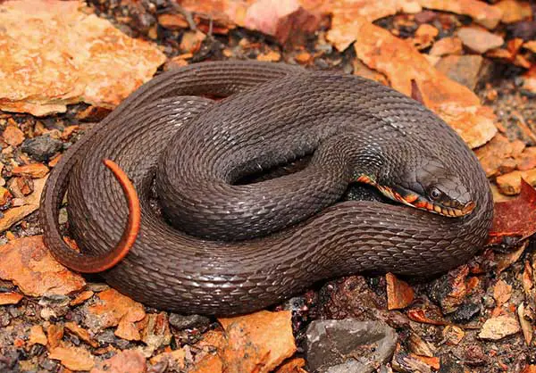 copper bellied water snake