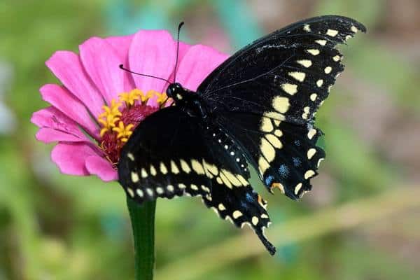 Eastern Black Swallowtail Butterfly on pink flower