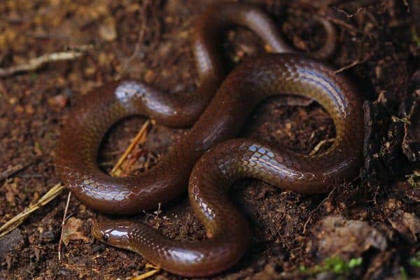Eastern Worm Snake on moist soil