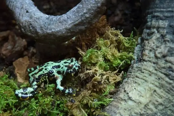 Fire-bellied toad in artificial nature