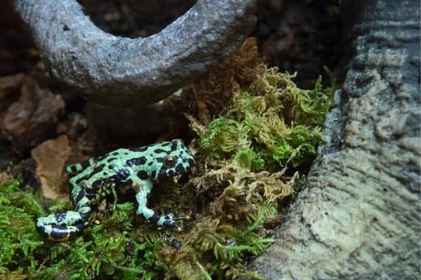 fire bellied toad in artificial nature