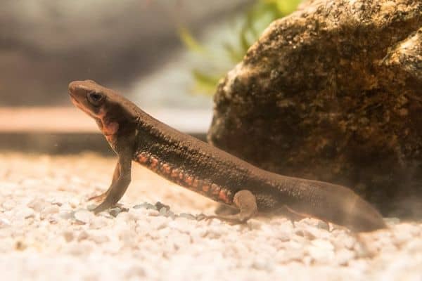 fire belly newts inside the aquarium