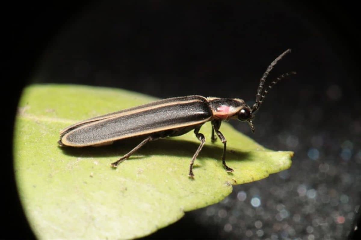 firefly in leaves