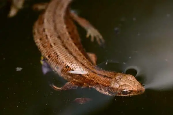 floating smooth newt
