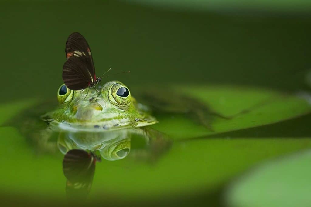 8 Frogs That Live in Water (With Pictures) The Critter Hideout