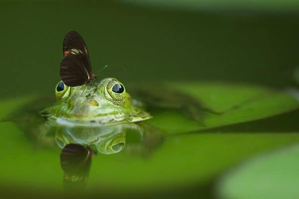 8 Frogs That Live In Water With Pictures The Critter Hideout   Frog Swimming In The Pond 600x400 