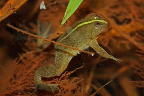 Green Puddle Frog in the pond